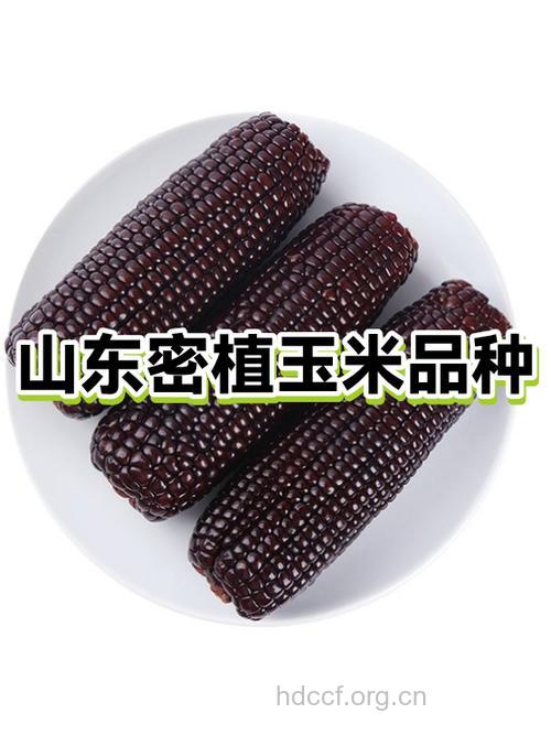蓝黑色玉米更能有效防癌