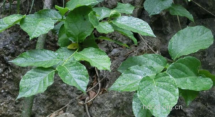 台湾厚壳树的功效与作用