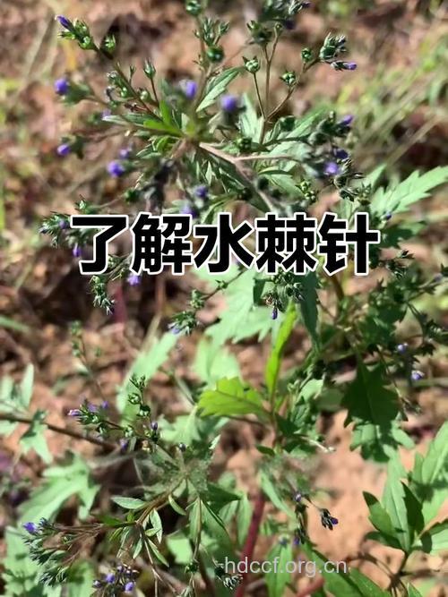 水棘针的功效与作用