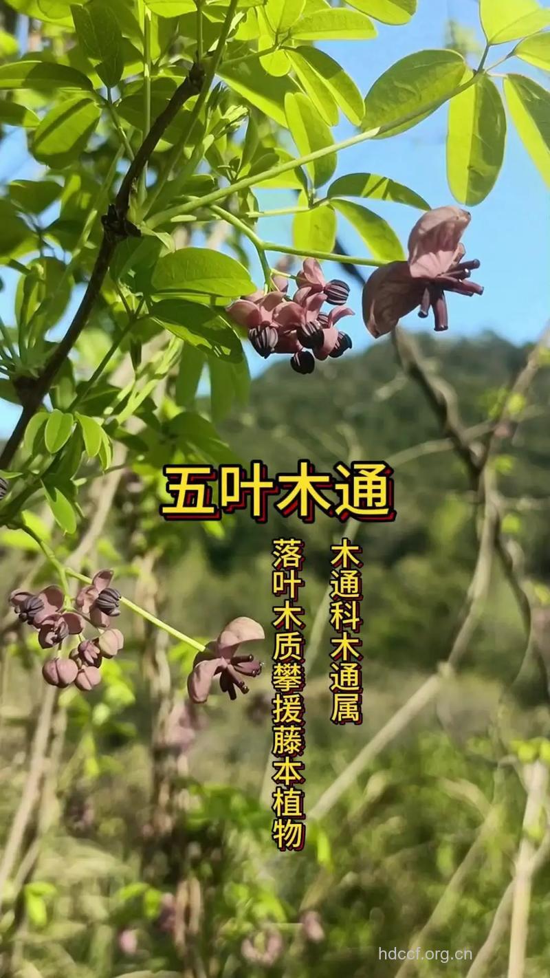 毛叶木通的功效与作用
