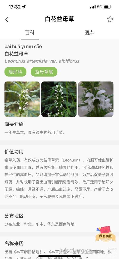 益母草花的功效与作用