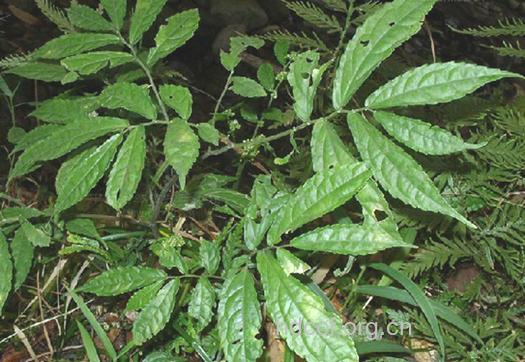 裂序楼梯草的功效与作用