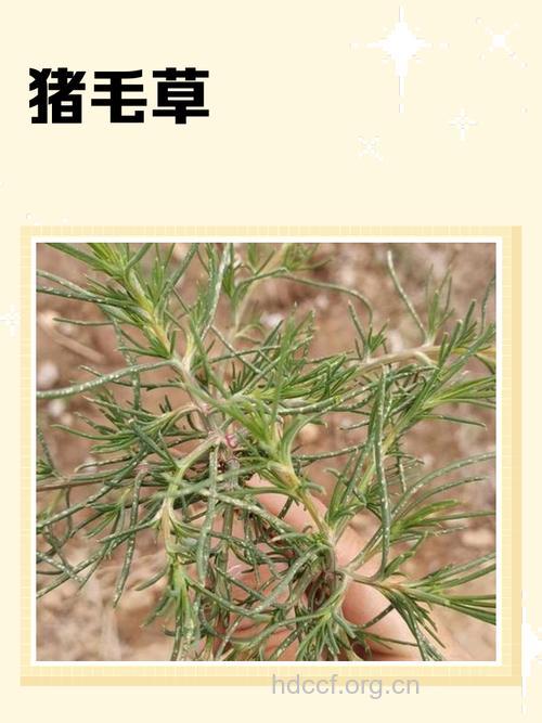 猪毛草的功效与作用