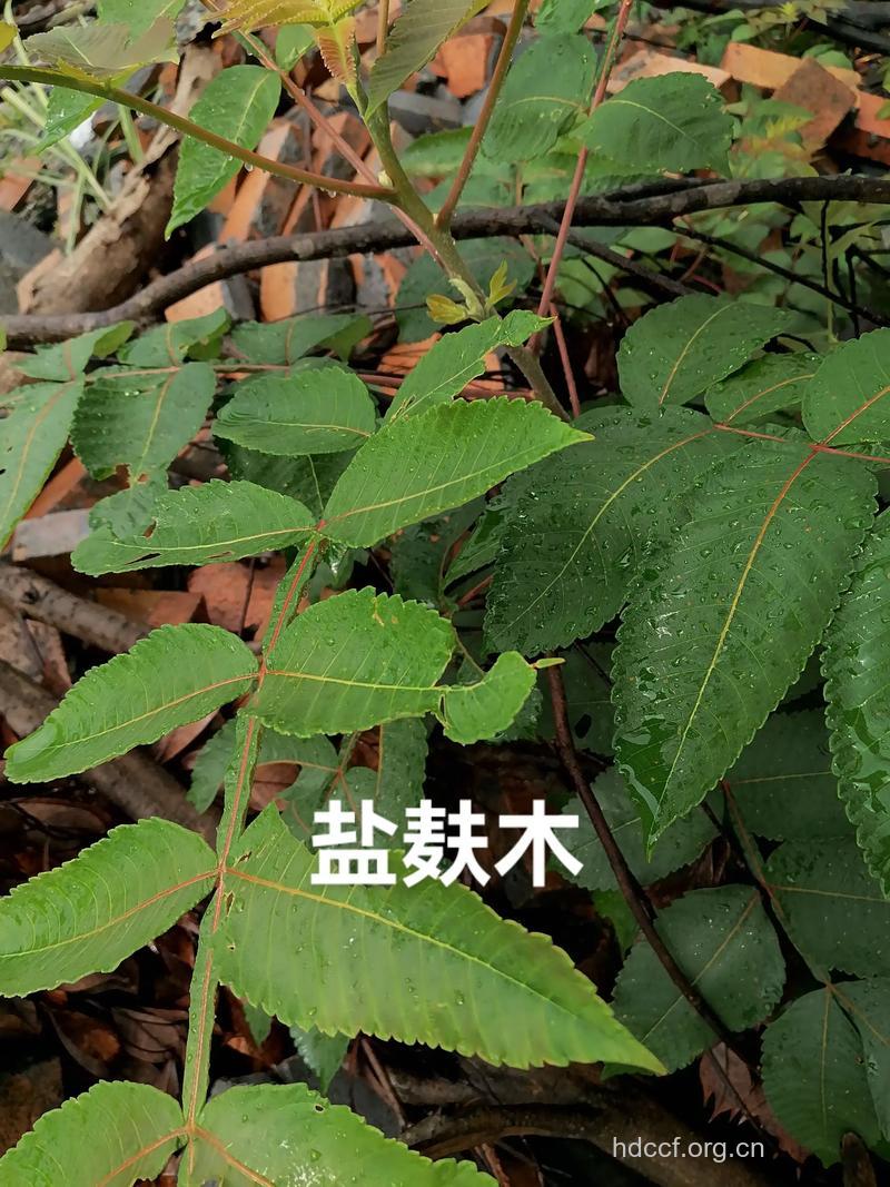 盐麸叶的功效与作用