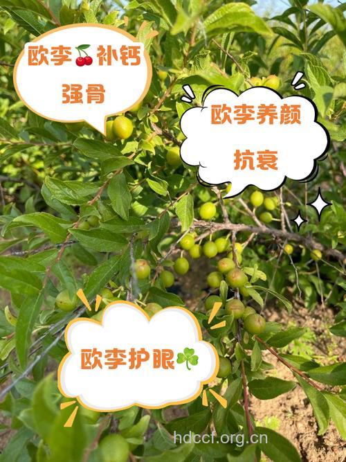 欧李的功效与作用