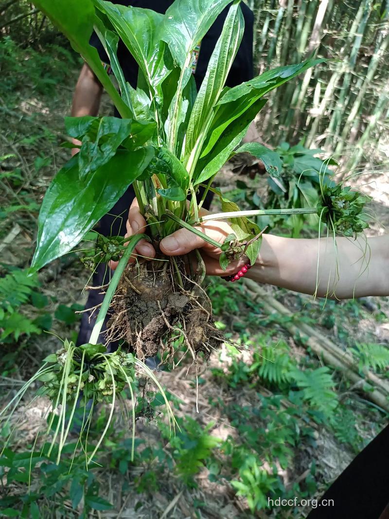 水田七叶的功效与作用