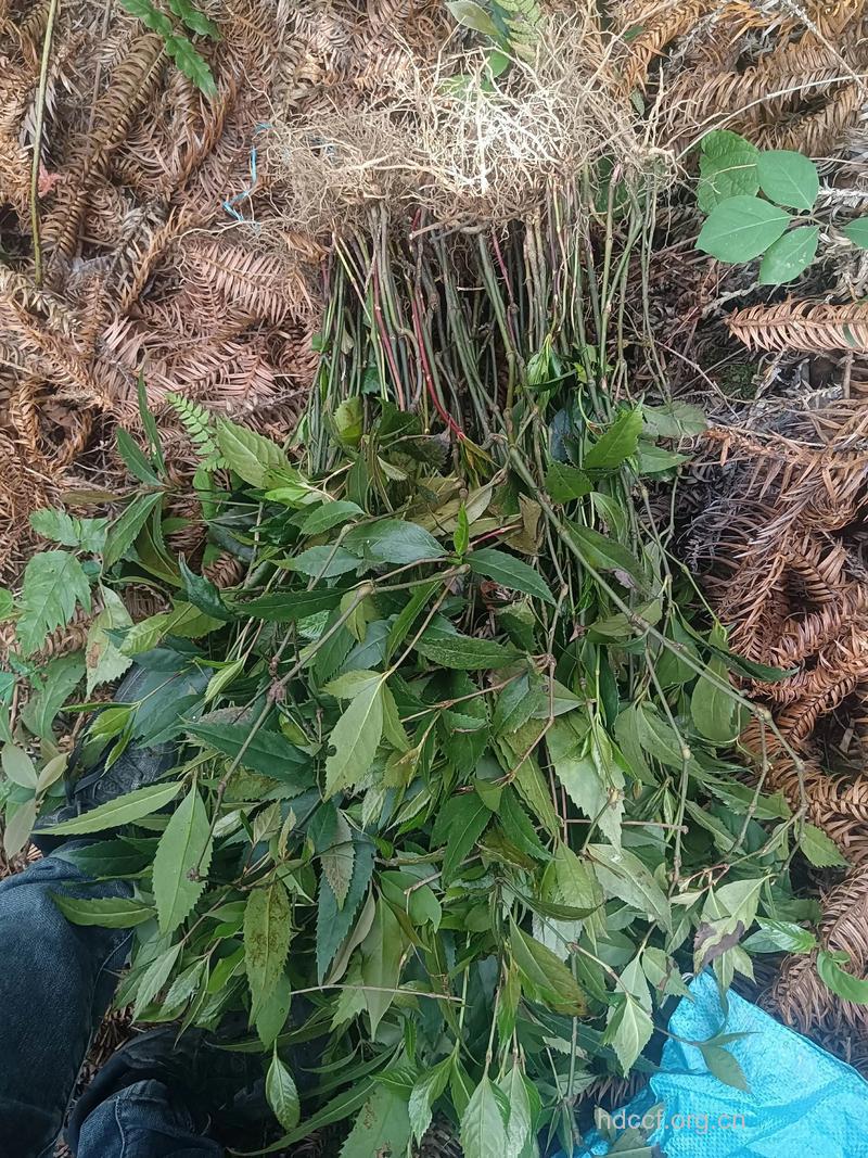 九节茶的功效与作用