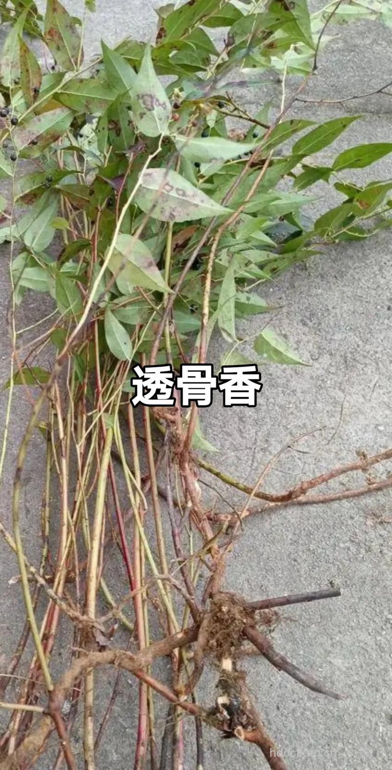透骨香根的功效与作用