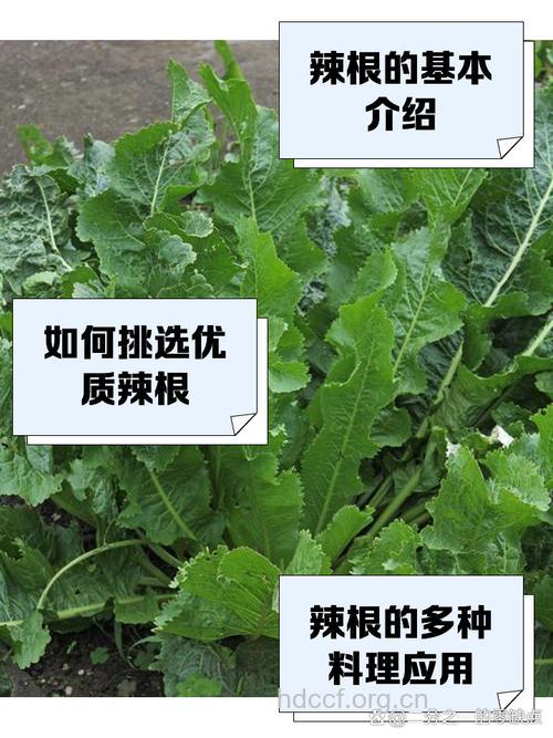 辣根草的功效与作用