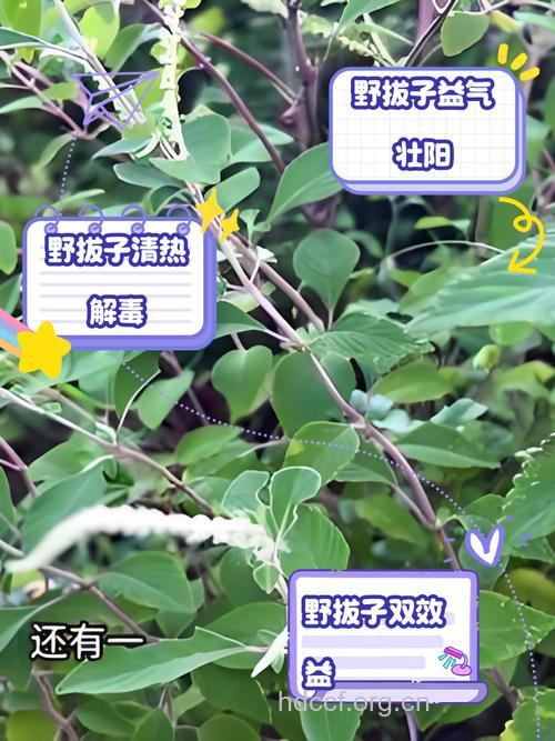 野拔子的功效与作用