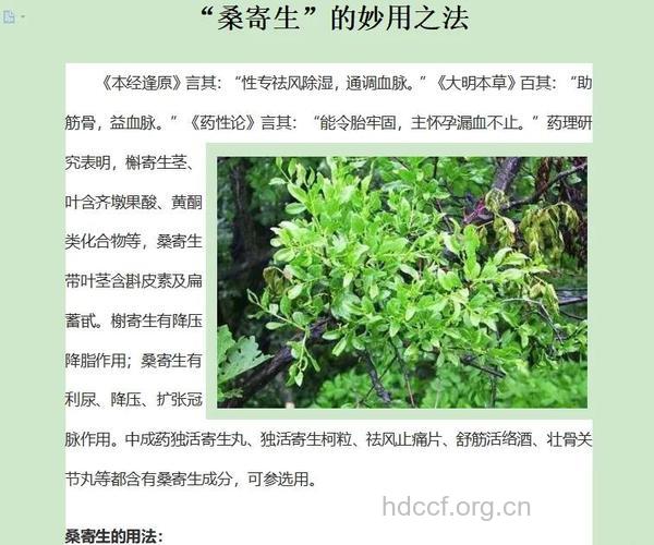 桑沥的功效与作用