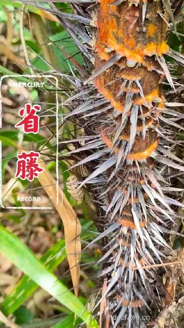 省藤的功效与作用