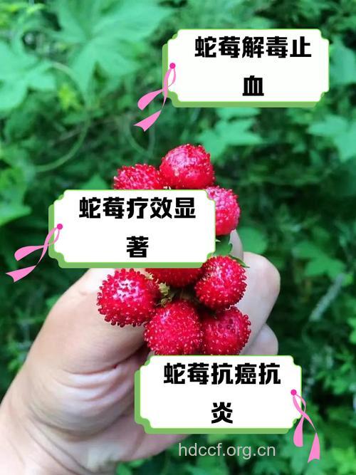 莓类水果更有助于抗癌