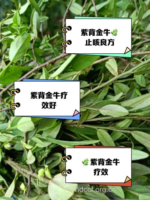 紫金牛的功效与作用