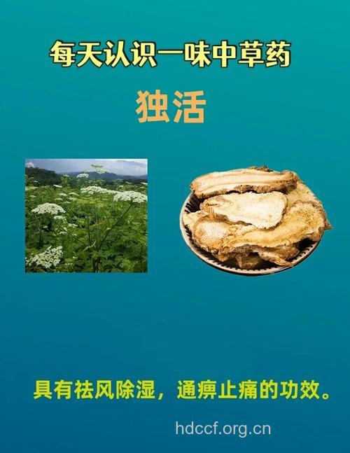 牛尾独活的功效与作用