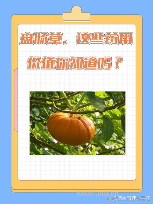 盘肠草的功效与作用