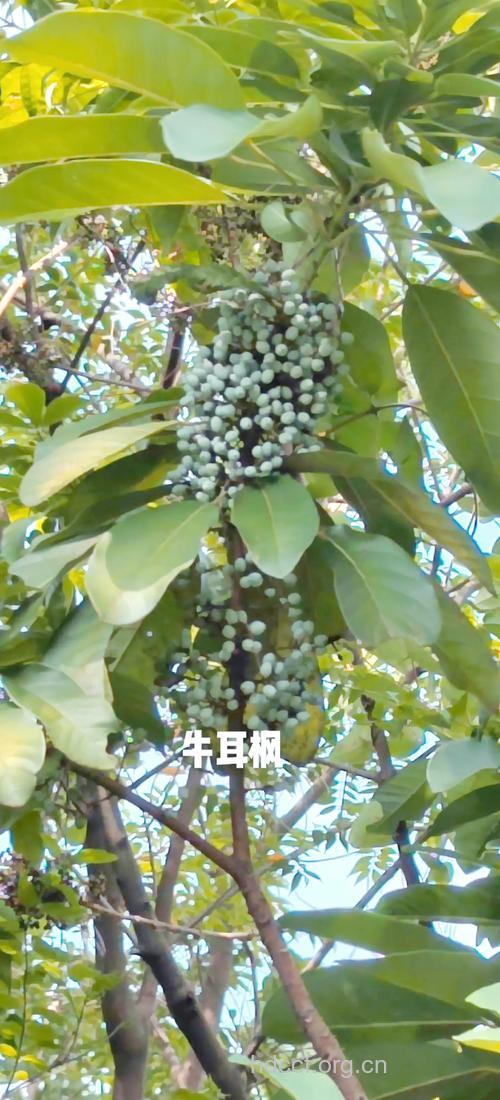 牛耳枫的功效与作用