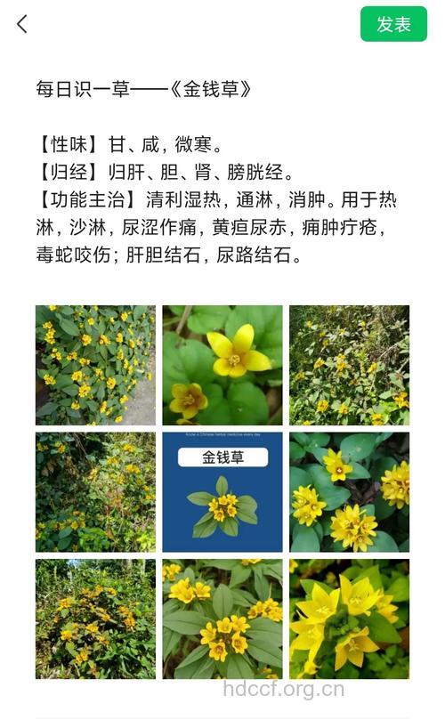 小过路黄的功效与作用