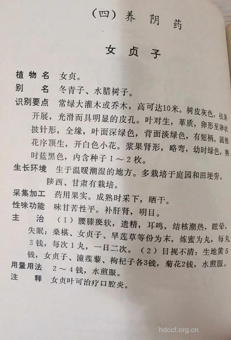 中药女贞子有哪些功效