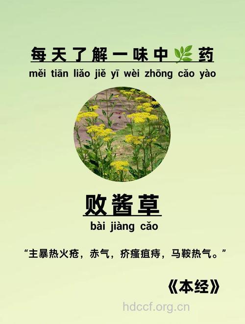 败酱草可以治疗哪些疾病