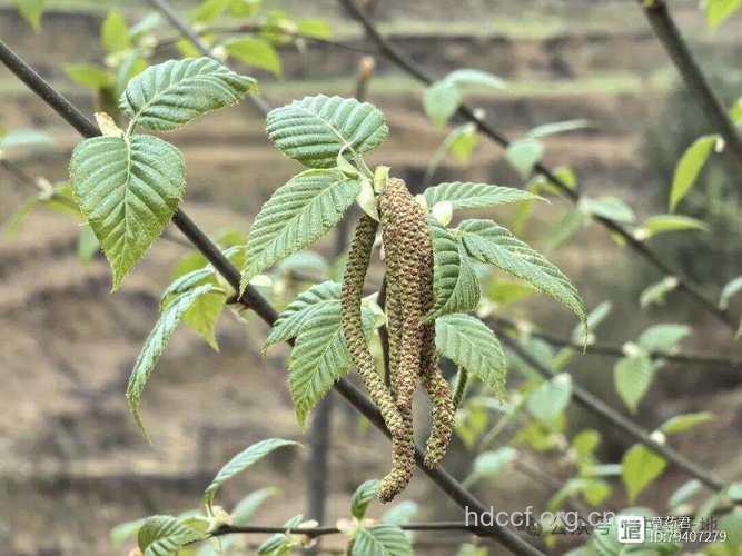 亮叶桦根的功效与作用