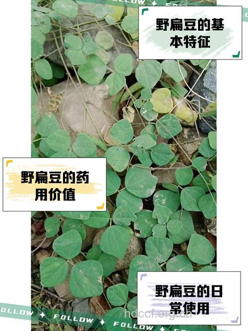 山野扁豆的功效与作用