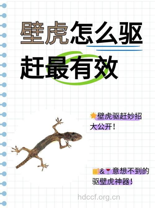 你知道怎么炮制壁虎呢？