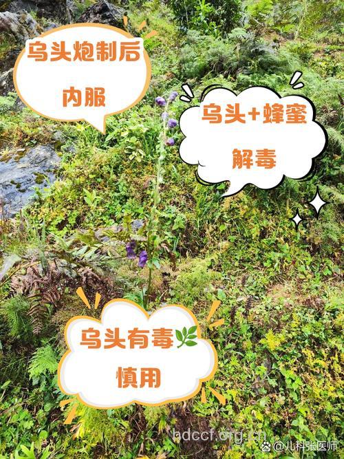 怎么炮制减少乌头毒性