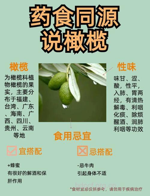 你知道中医怎么药用橄榄