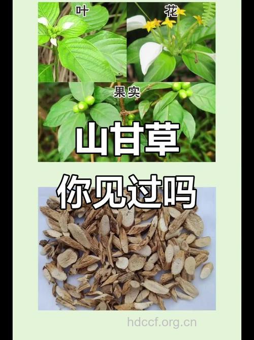 雪山甘草的功效与作用