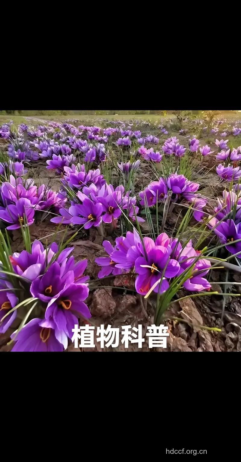 番红花有哪些掺假物