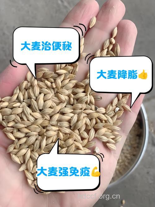 食用大麦可以抗癌吗