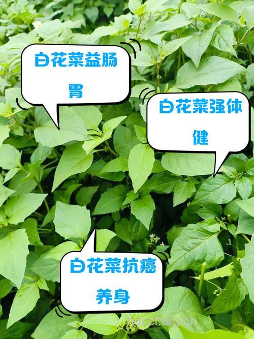 小白菜能有效的抗癌吗