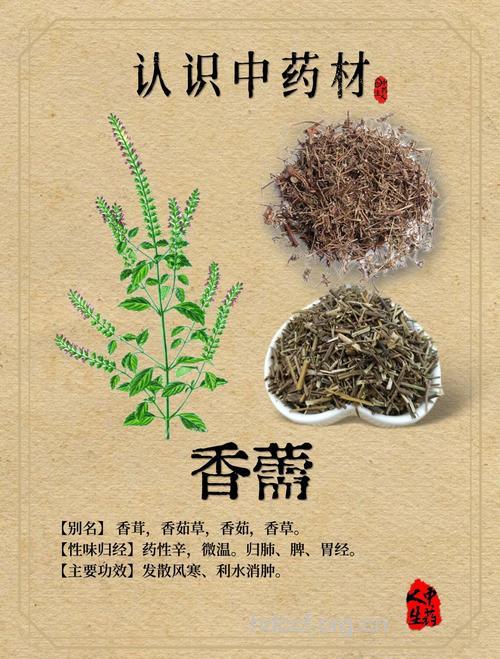 中药材香薷有哪些功效