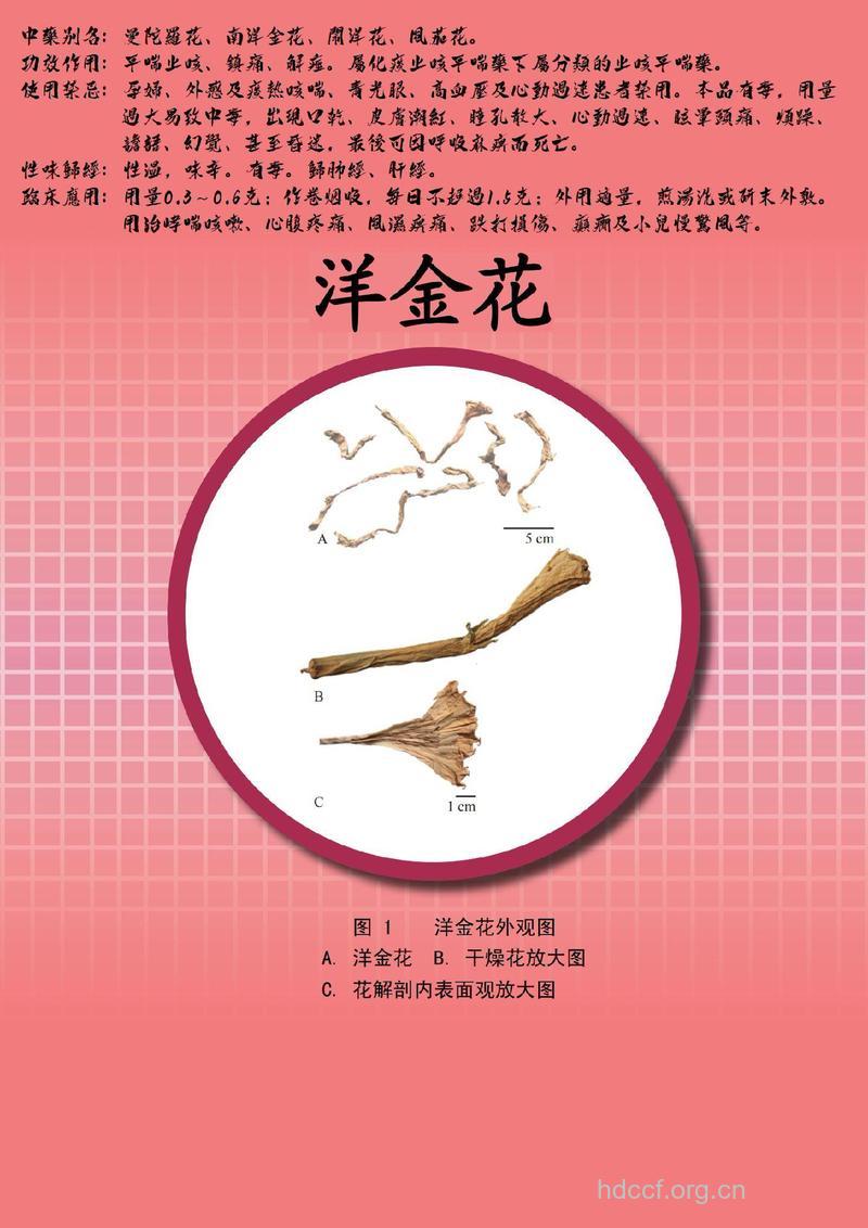 怎么辨别洋金华的真伪