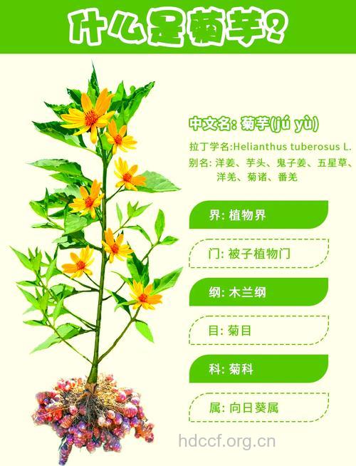 你知道菊芋怎么清热凉血