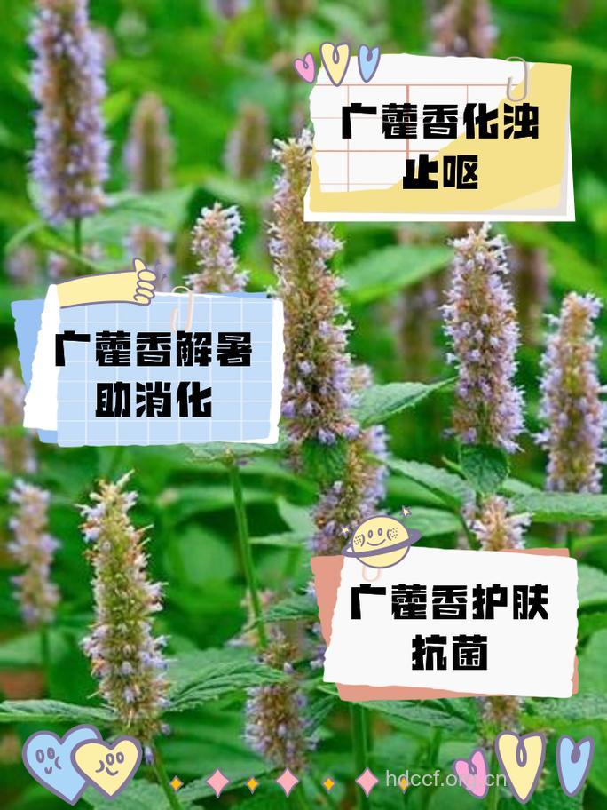 怎么正确使用广藿香?