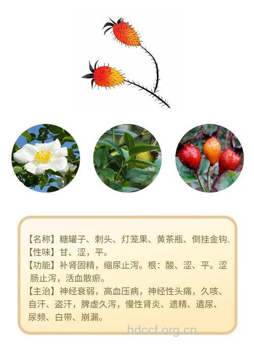金樱子可以治疗哪些疾病