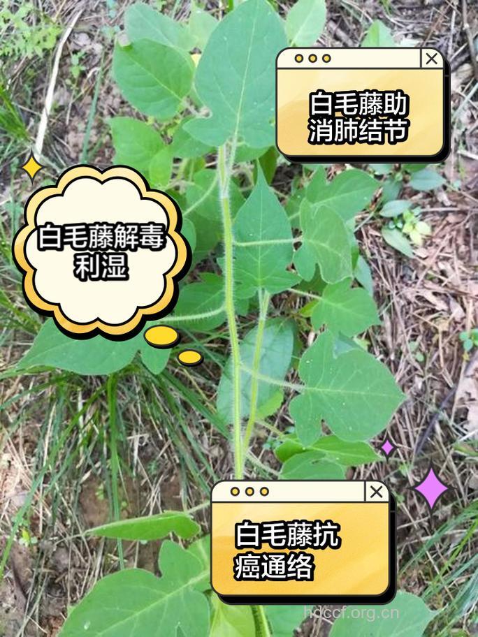 怎么用白毛藤治癌症
