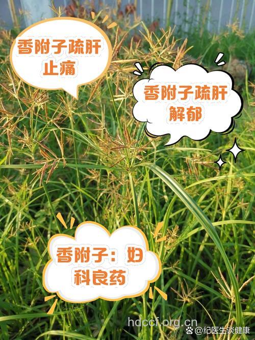 香附可以治疗哪些妇科病