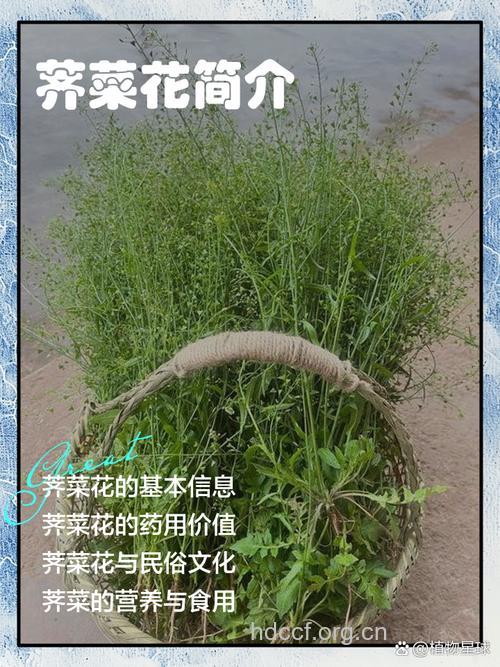 怎么用荠菜花治病？