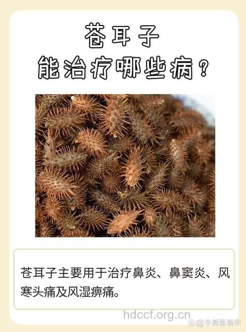 苍耳子可以治疗哪些疾病