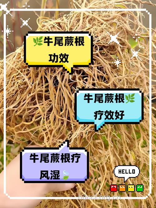 蕨根的功效与作用