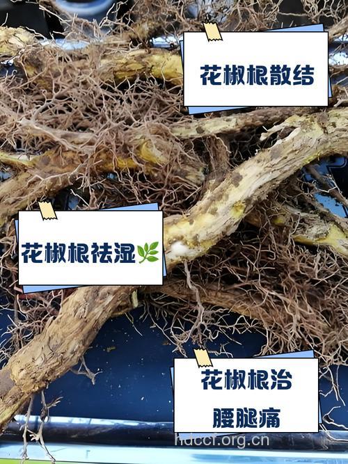 岭南花椒根的功效与作用