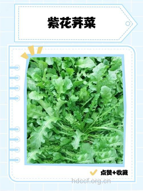 紫花芥的功效与作用