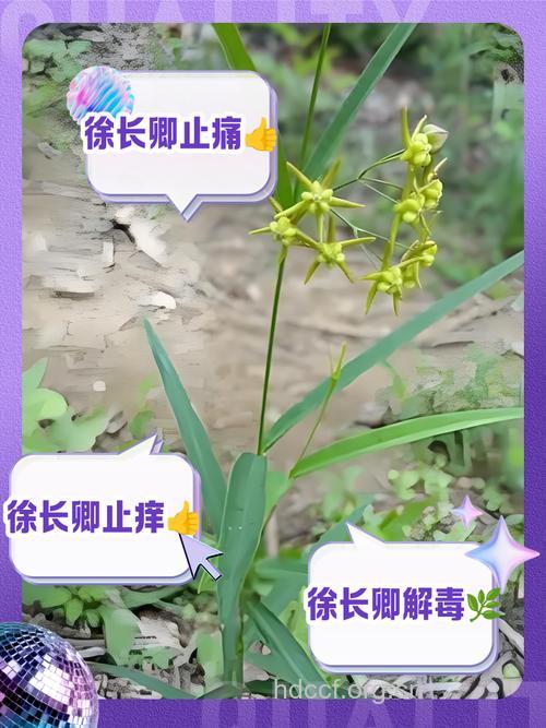 徐长卿怎么消毒止痛?