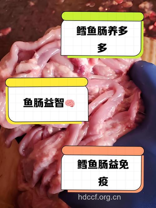 鲤鱼肠的功效与作用