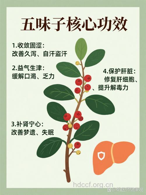 你怎么五味子怎么入药治病