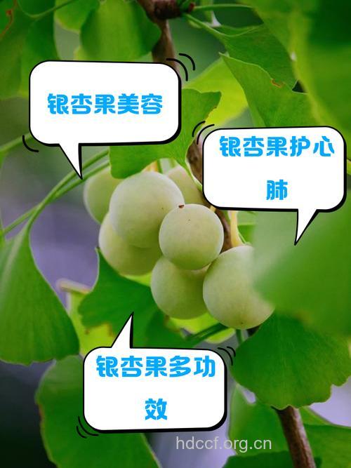 银杏对抑癌有好处吗