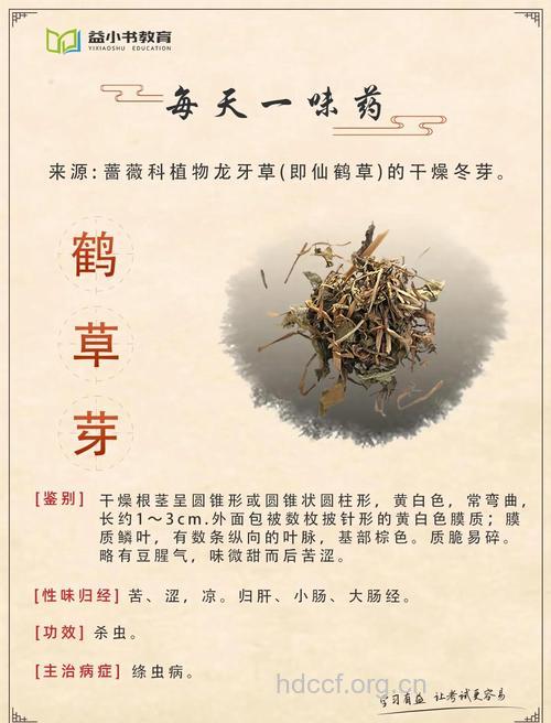 仙鹤草可以治疗哪些疾病